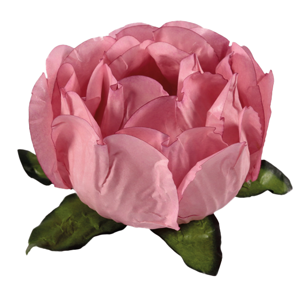BELA ROSA SECO 1