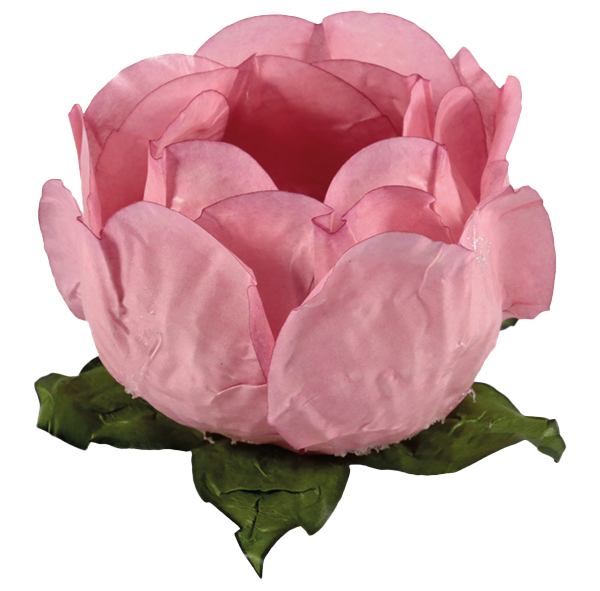 PRINCESA ROSA SECO 1