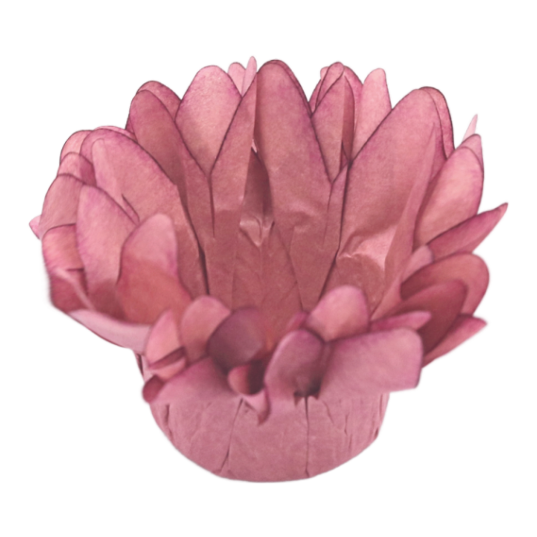 24 ROSA SECO 1
