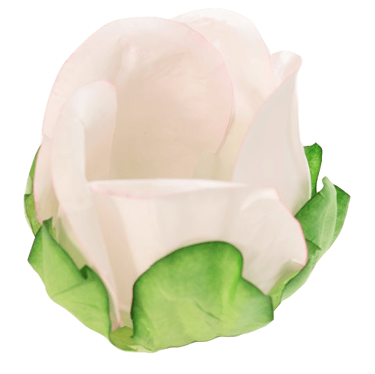 ROSA BEBE
